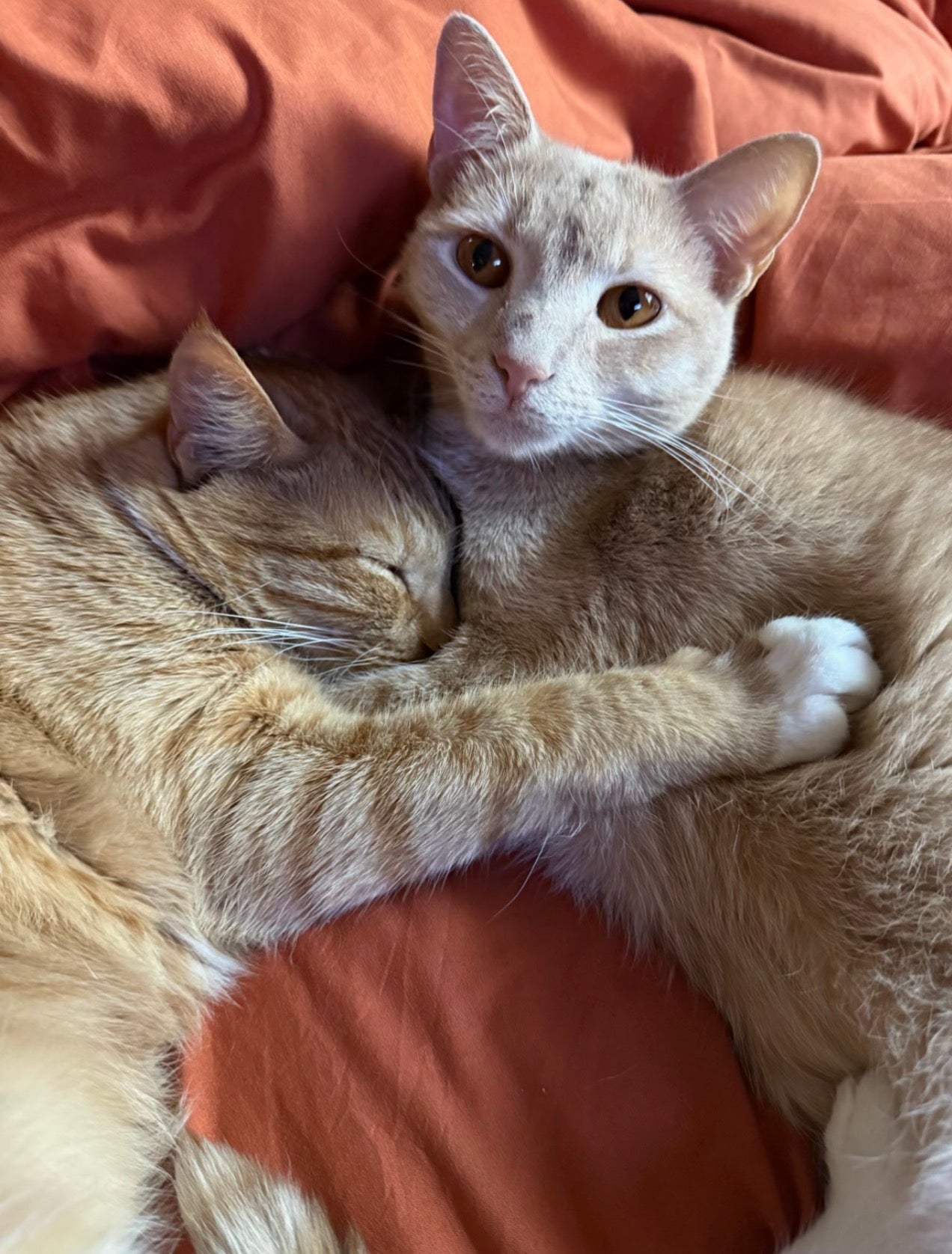 Cats