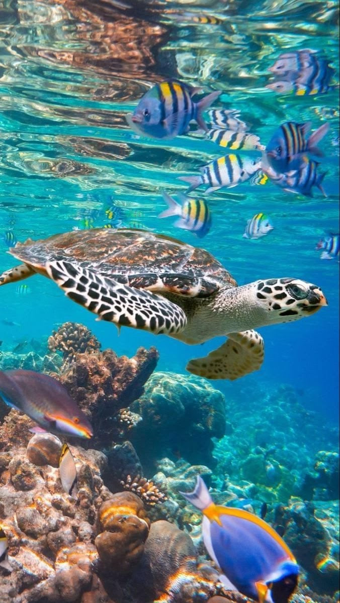 Fish and reptiles