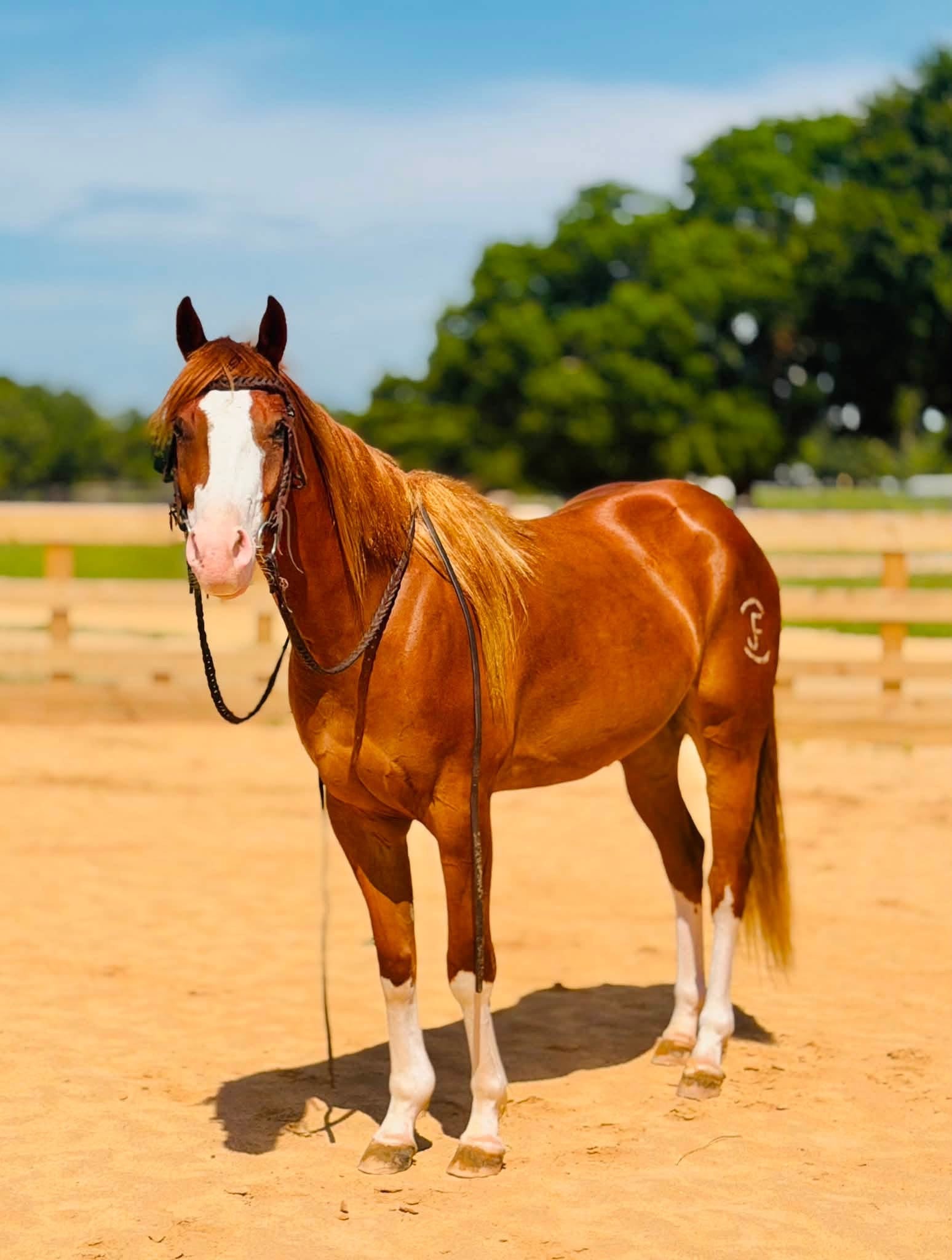 Horses